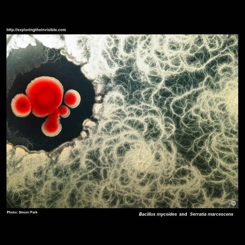 bacillus and serratia