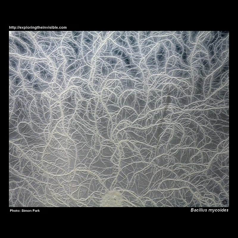 Bacillus mycoides appearance