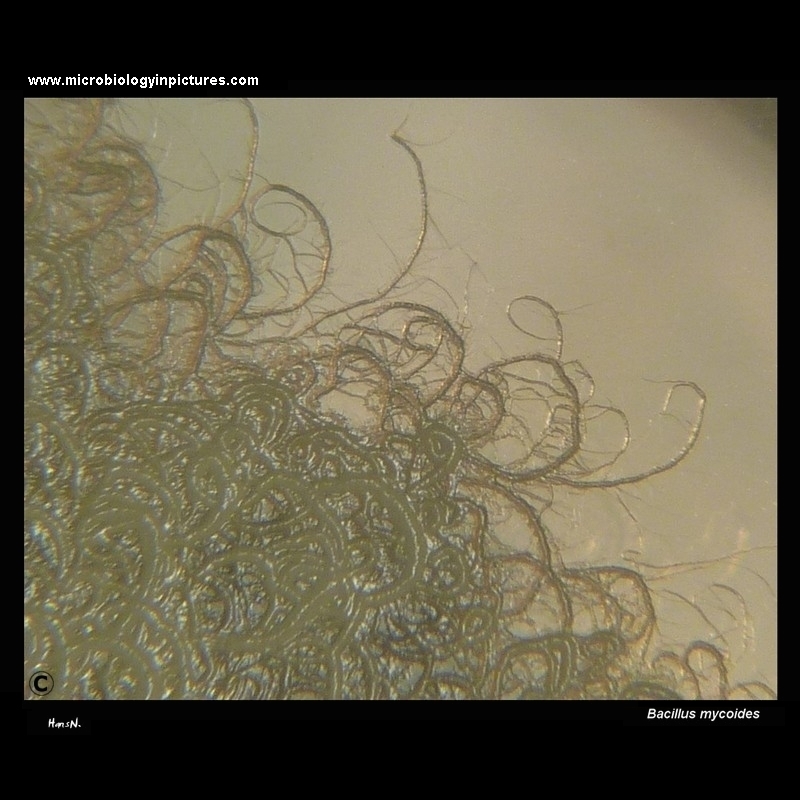 Bacillus mycoides colony on Mueller-Hinton agar