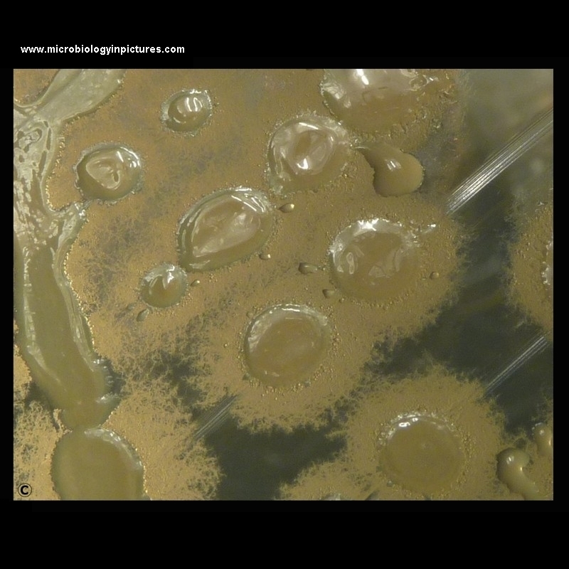 Bacillus sp. colonies