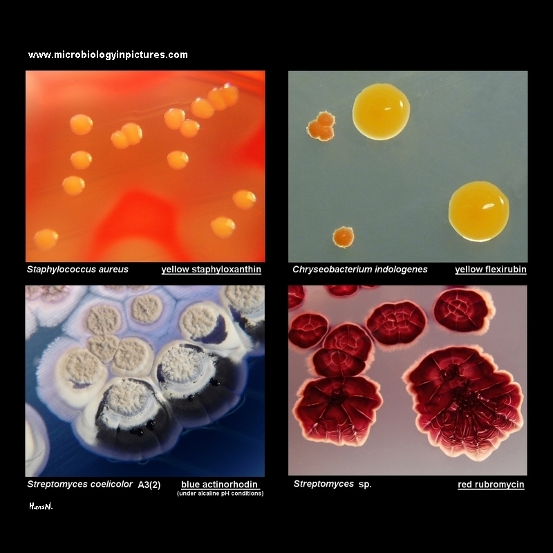 colony morphology and pigment production