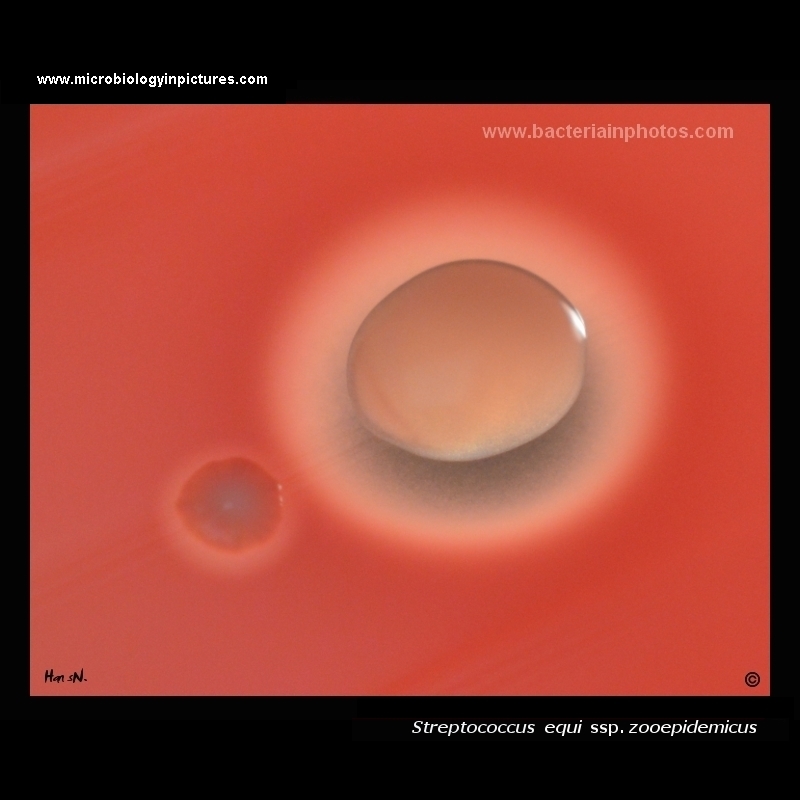 streptococcus zooepidemicus appearance