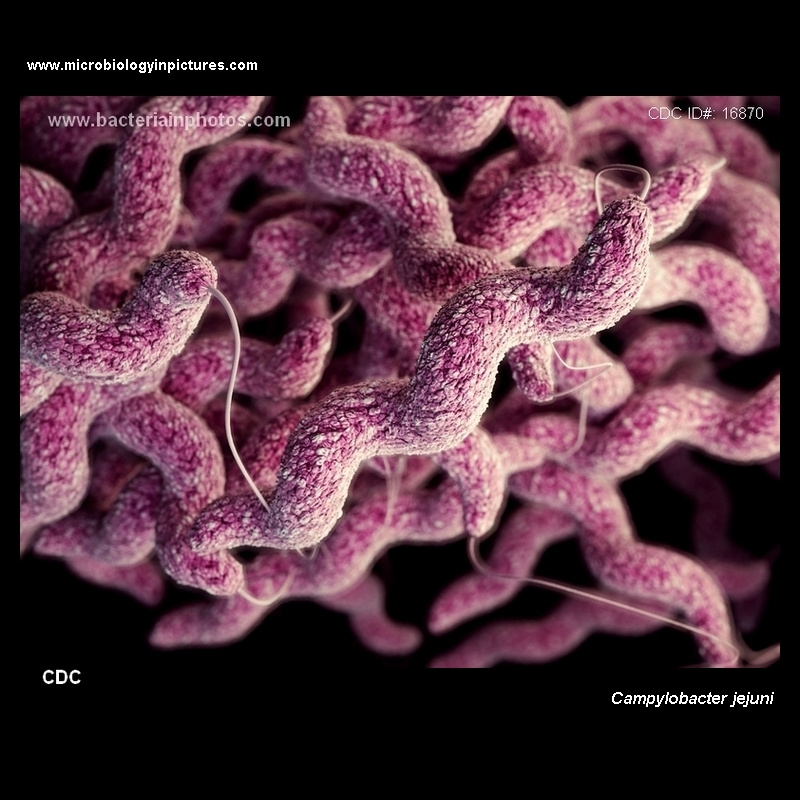 Campylobacter jejuni