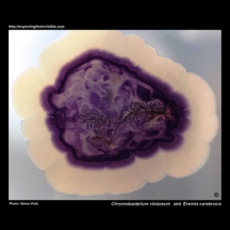 Chromobacterium violaceum and Erwinia carotovora