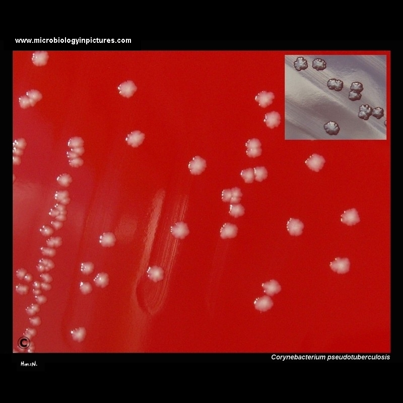 Corynebacterium pseudotuberculosis colonies on blood agar