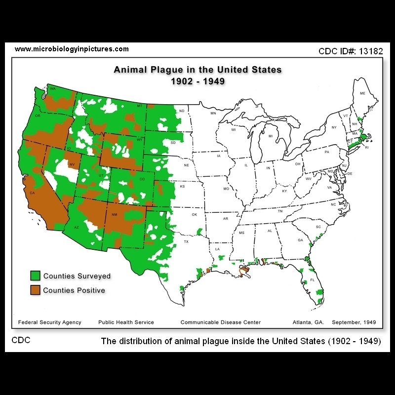 distribution of plague in the USA