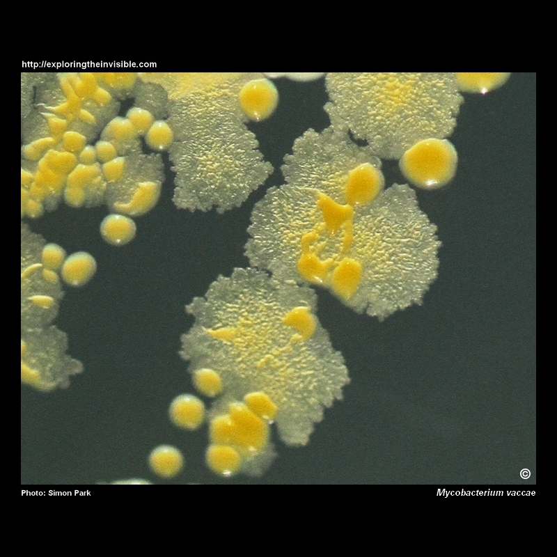Mycobacterium vaccae