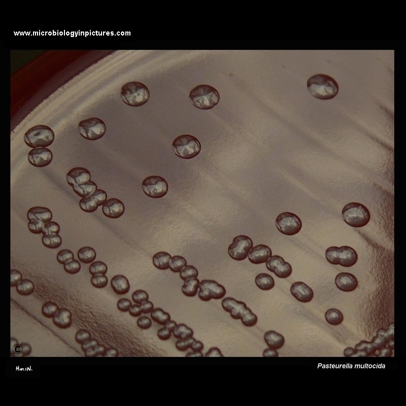 Pasteurella multocida colonies