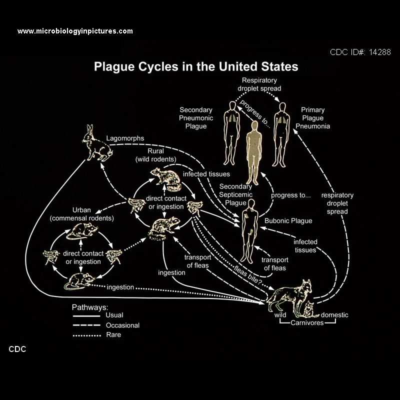 diagram of plague cycles in the USA