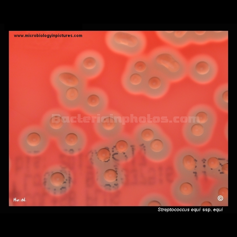 streptococcus equi on blood agar plate