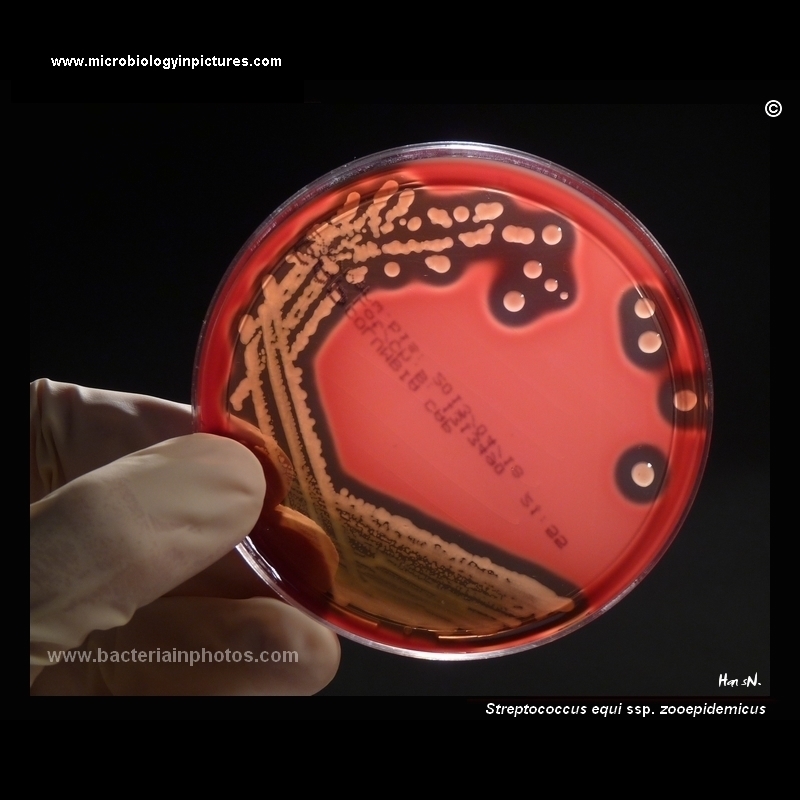 streptococcus equi on blood agar