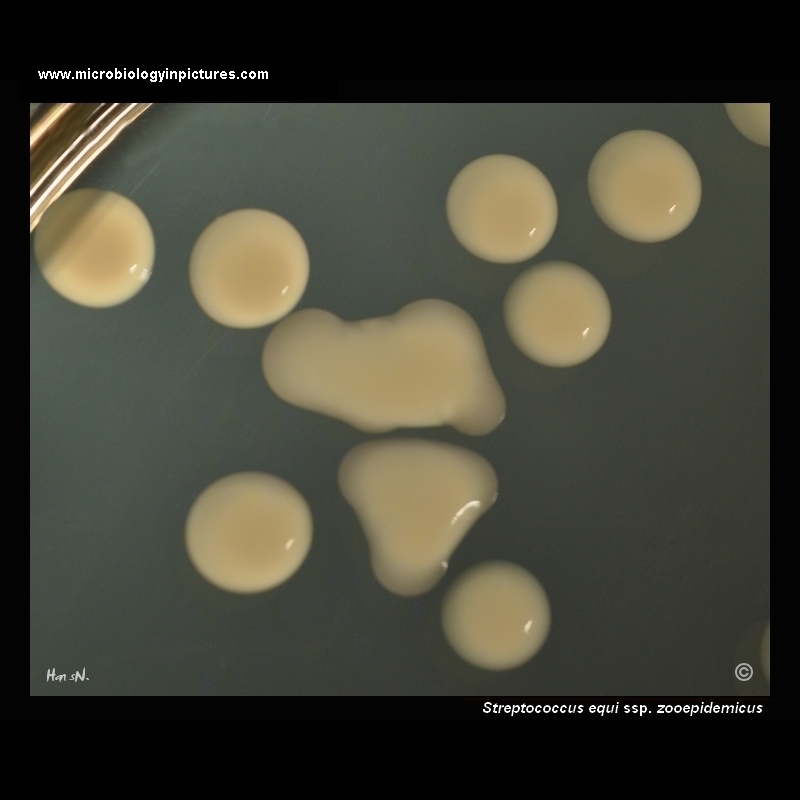streptococcus zooepidemicus and hyaluronate