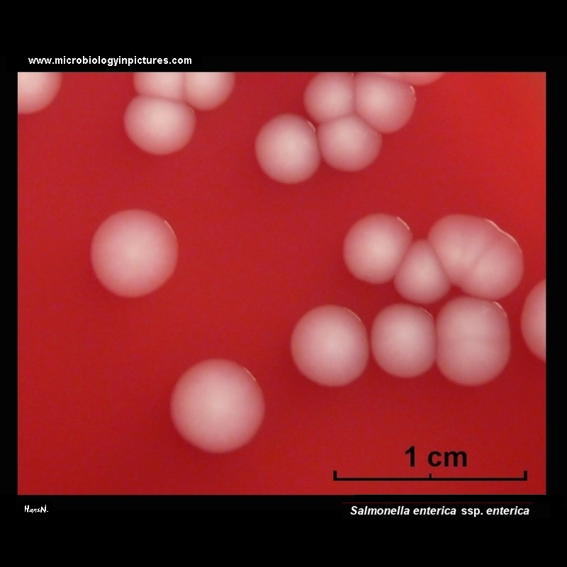 salmonella enterica on MacConkey agar