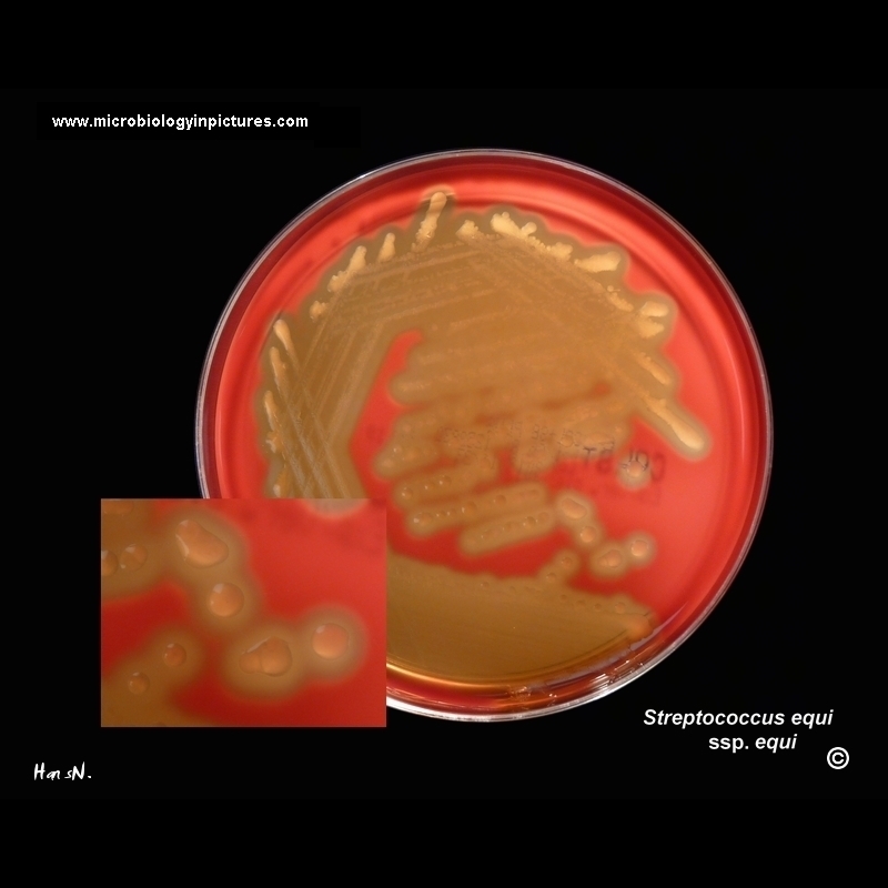 streptococcus equi colony morphology on agar