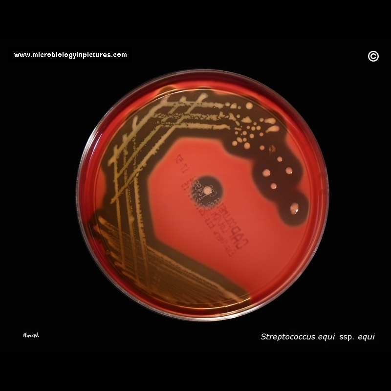 streptococcus equi on blood agar