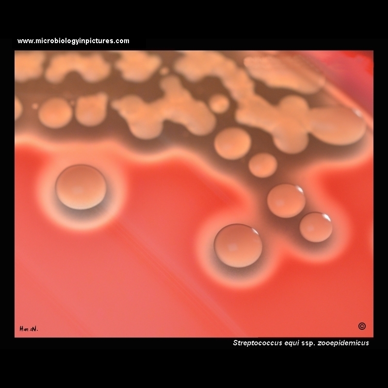streptococcus zooepidemicus on agar