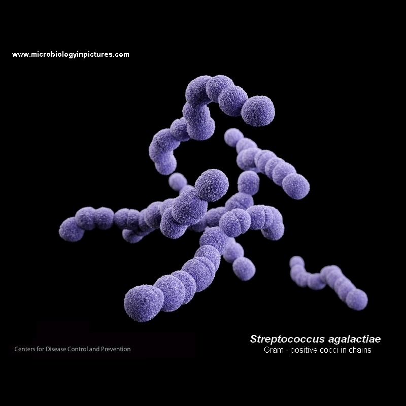 streptococcus agalactiae 3D