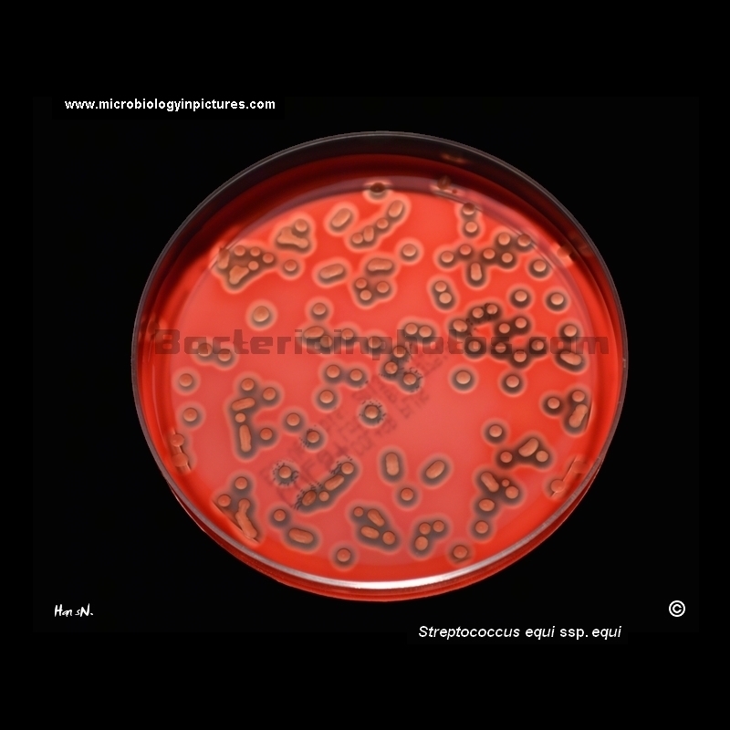 streptococcus equi on blood agar plate