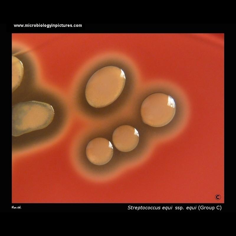 streptococcus equi on blood agar