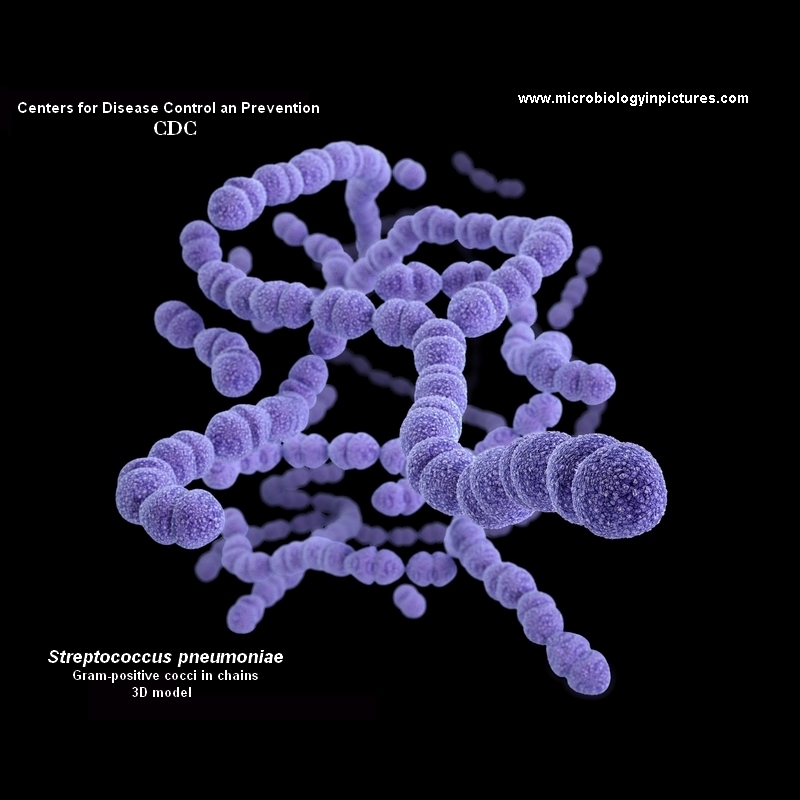 streptococcus pneumoniae 3D