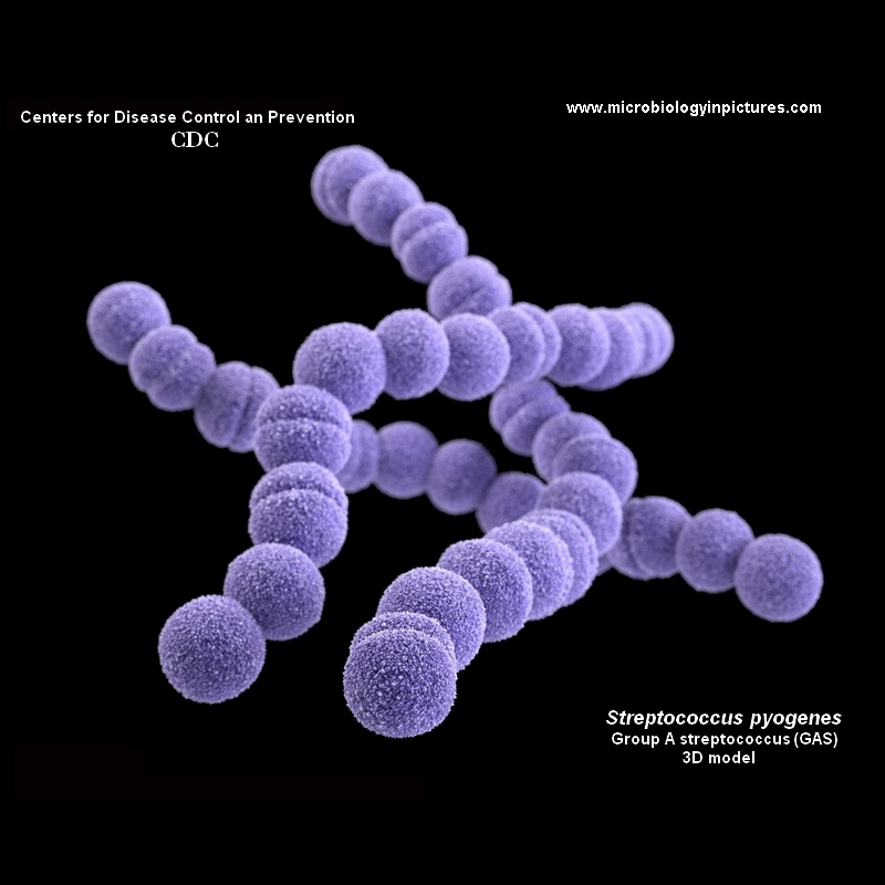 streptococcus pyogenes 3D