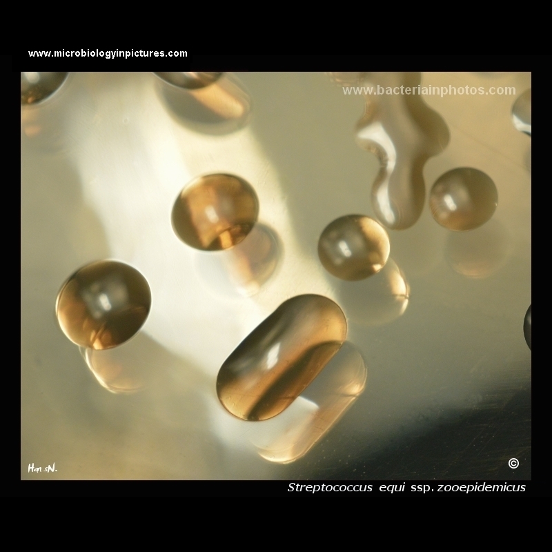 streptococcus zooepidemicus hyaluronic acid