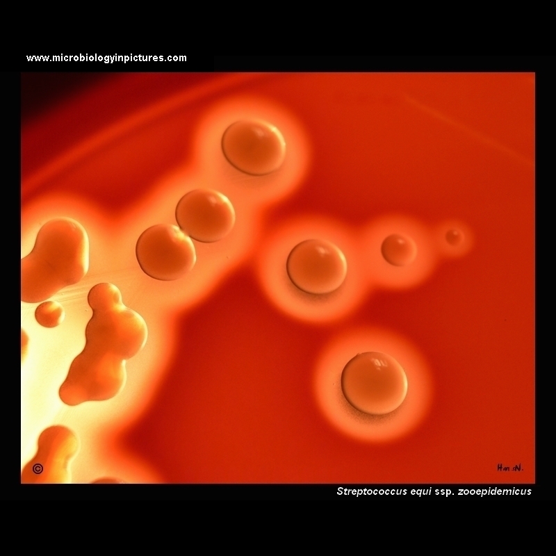streptococcus zooepidemicus colonies on blood agar