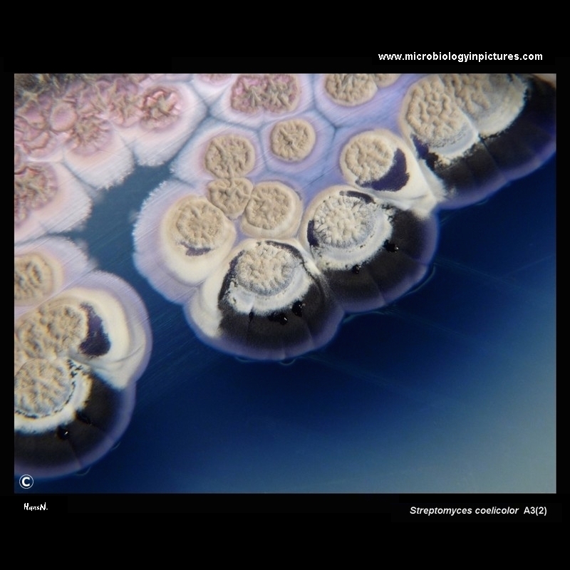 Streptomyces coelicolor A3(2) on Mueller-Hinton agar