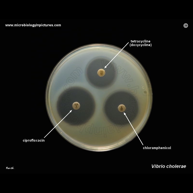 susceptibility testing of Vibrio cholerae