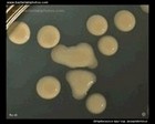 streptococcus zooepidemicus and hyaluronate