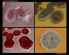 Streptomyces