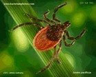 tick Ixodes pacificus