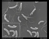 vibrio cell morphology