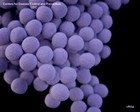 VRSA (Vancomycin-resistant S.aureus)