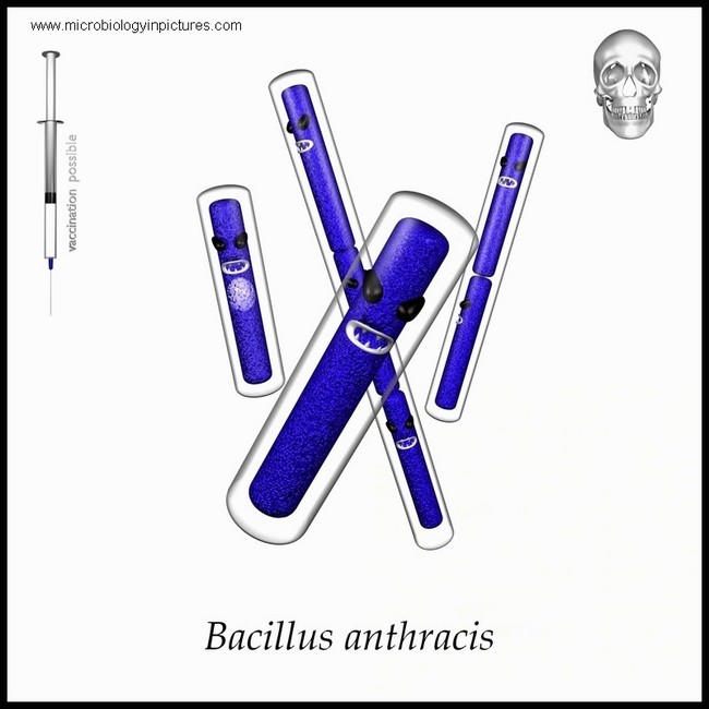 Bacillus anthracis