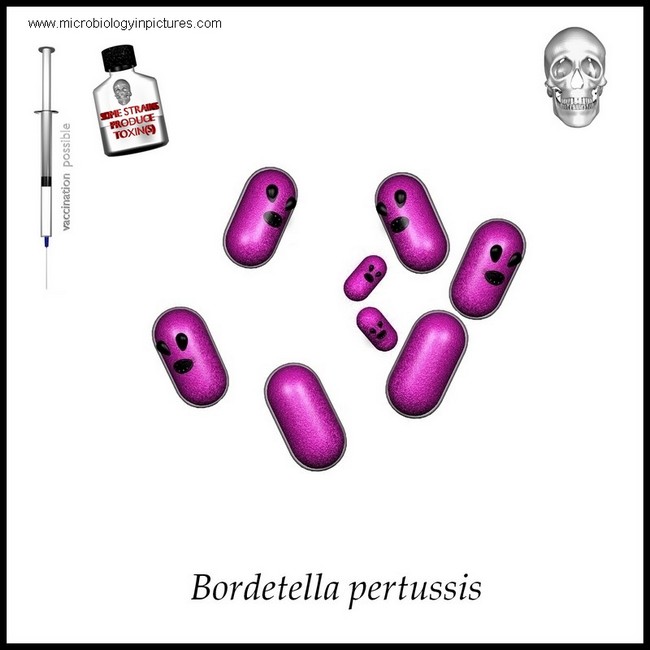 bordetella pertussis