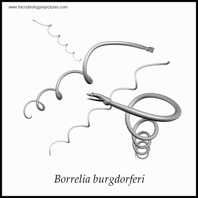 borrelia burgdorferi