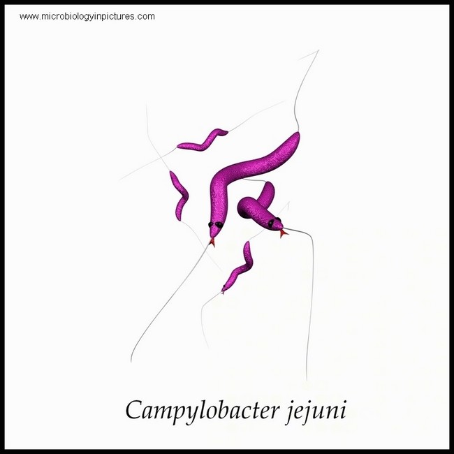 campylobacter