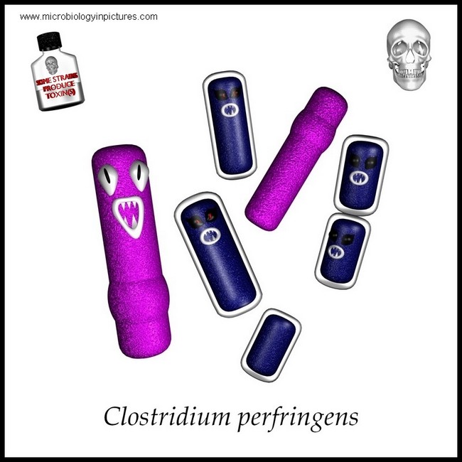 Clostridium perfringens