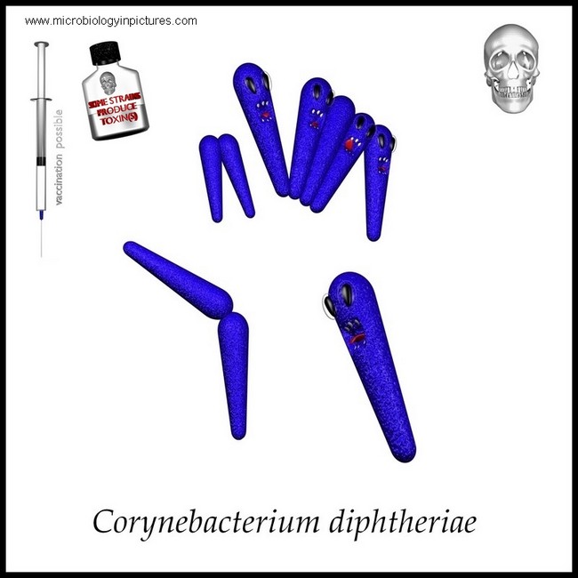 corynebacterium