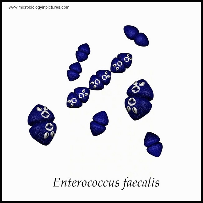 enterococcus faecalis illustration