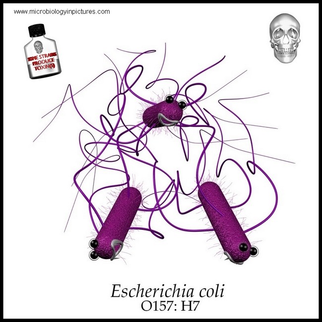 ecoli