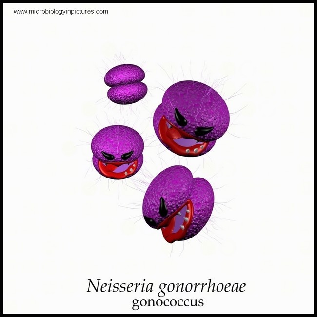 gonococcus
