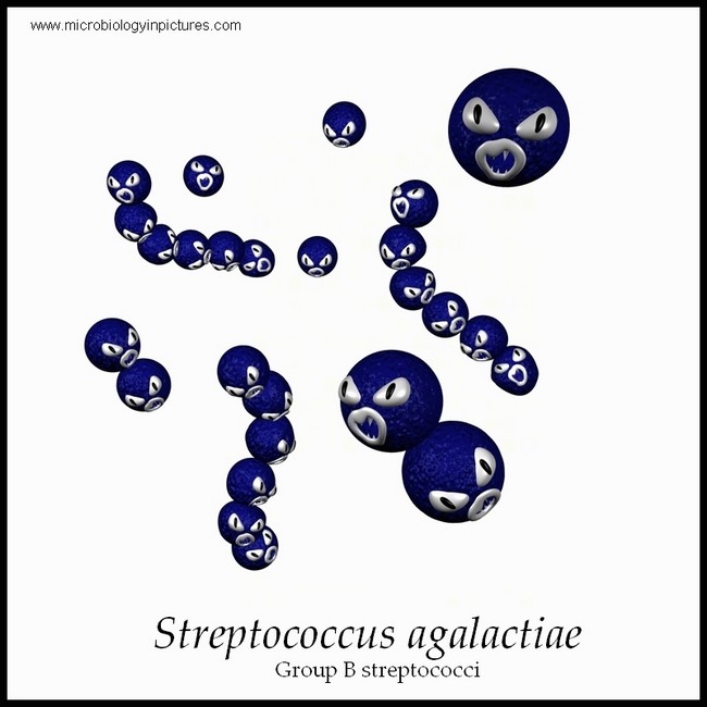 group B streptococci