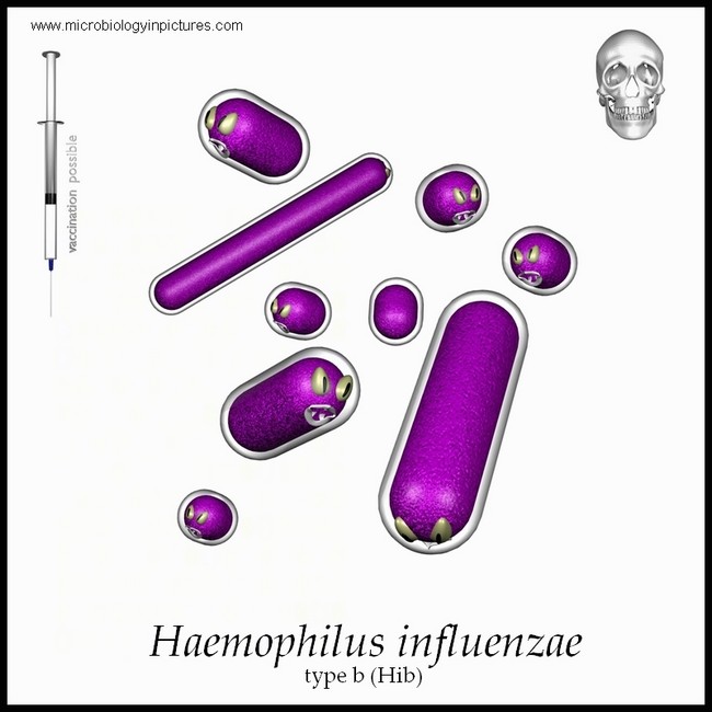 H.influenzae illustration