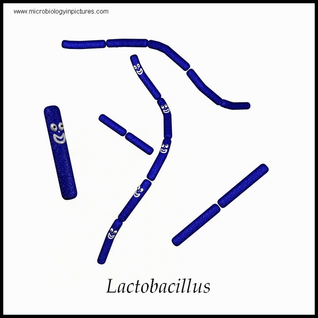lactobacillus