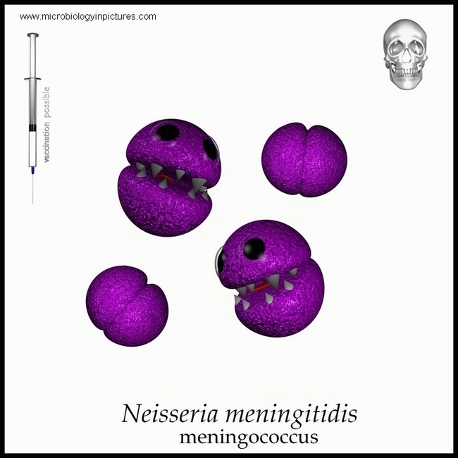 meningococcus