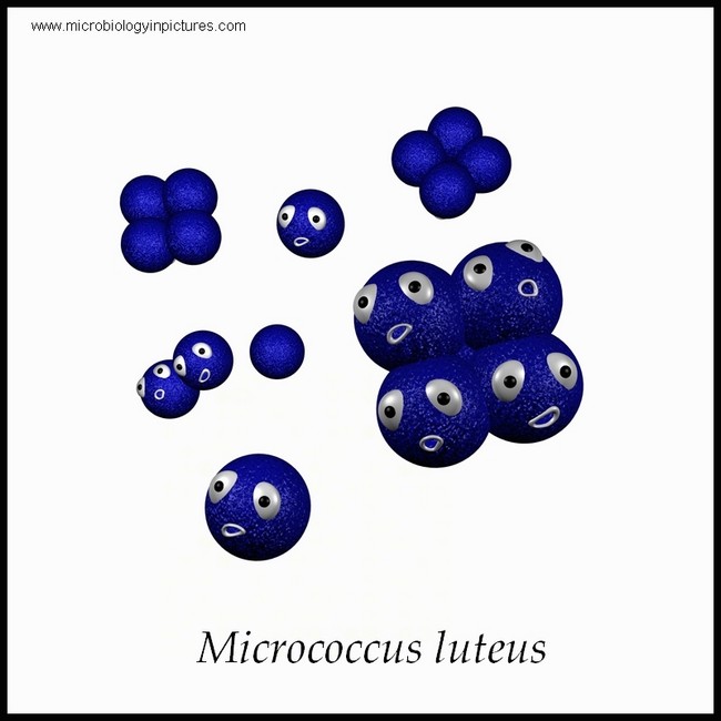 micrococcus