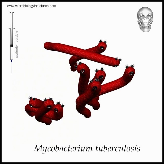 mycobacterium tuberculosis