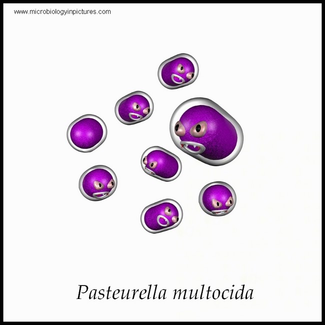 pasteurella multocida